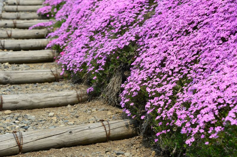 hoa chi anh ở Takinoue